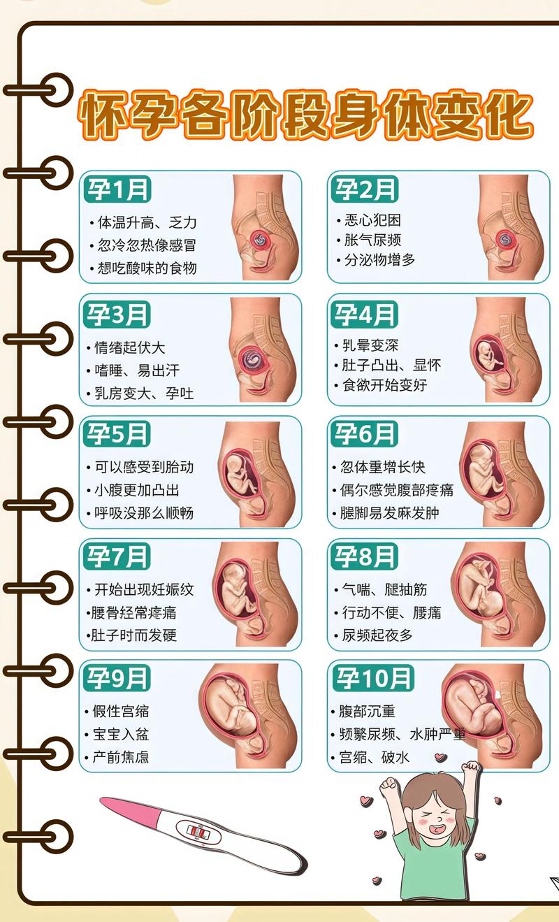 揭秘供卵代孕妈妈怀孕小腹分两节，孕期变化的奥秘安徽代生机构: